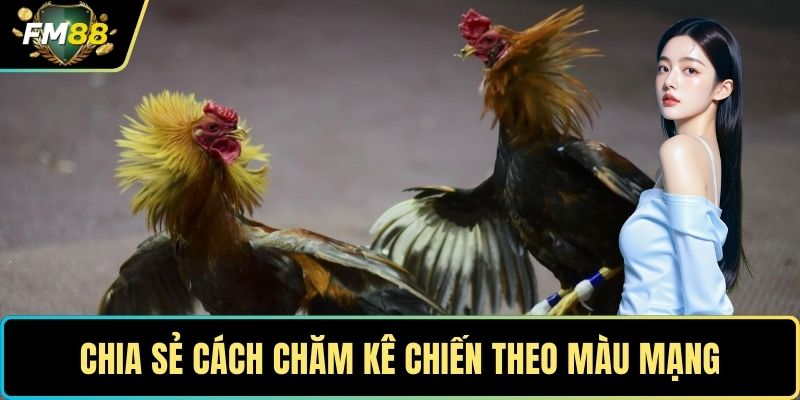 Chia sẻ cách chăm kê chiến theo màu mạng